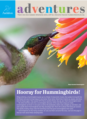 Hummingbird cover