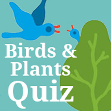 Plants and birds quiz button