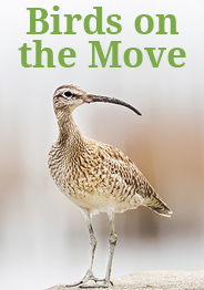 Wild about Birds button