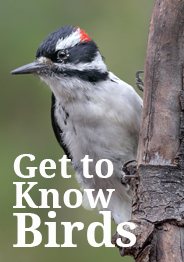 Wild about Birds button