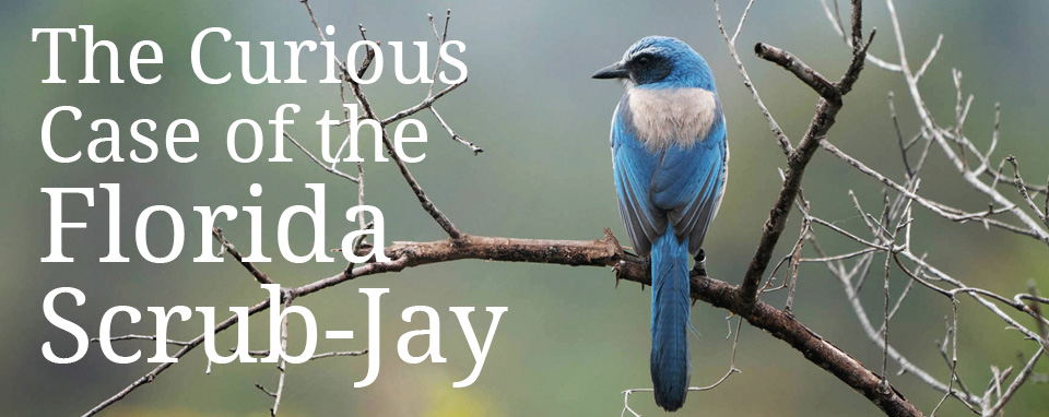 Florida Scrub-Jay