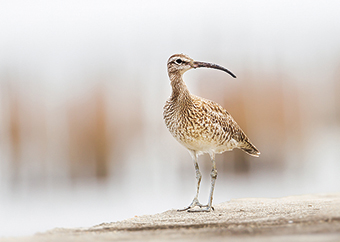 whimbrel