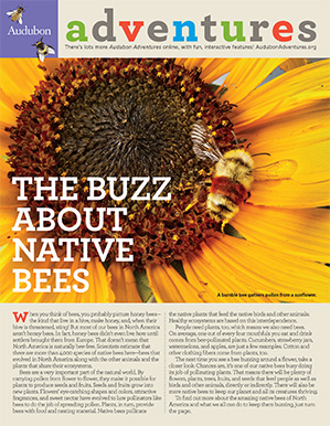 native bees issue