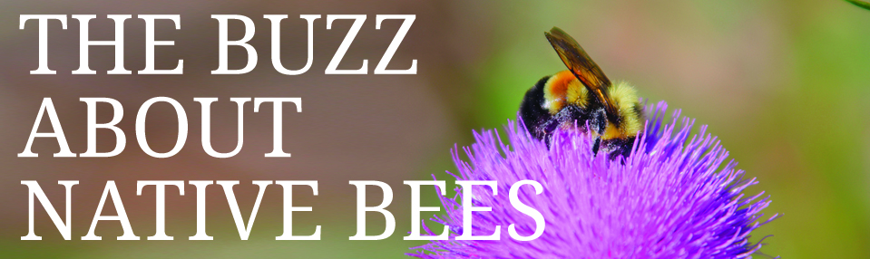 native bees banner