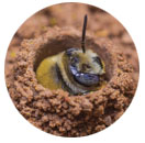 native bees for teachers