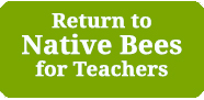 return to native bees for teachers