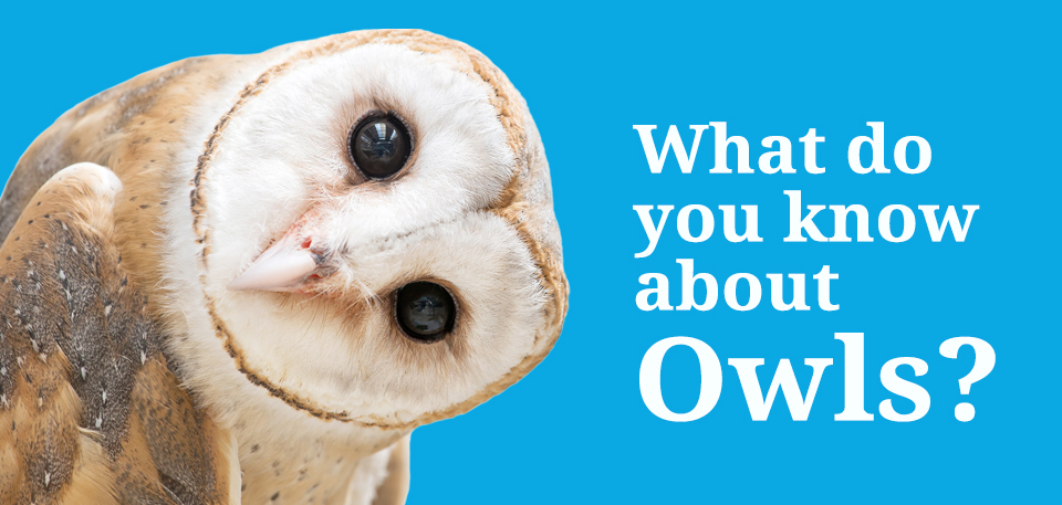 wild about birds quiz