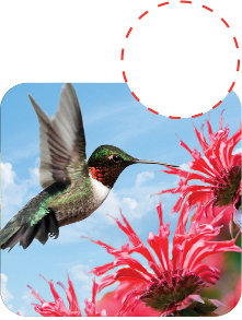 Native Plant Landscape